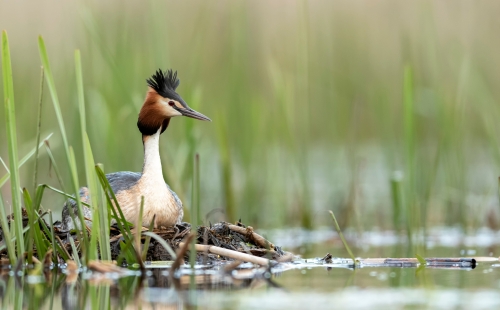 Great crested grebe on a nest in a marsh