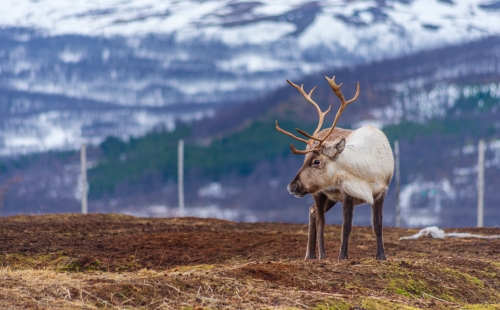 Reindeer in Norway 
