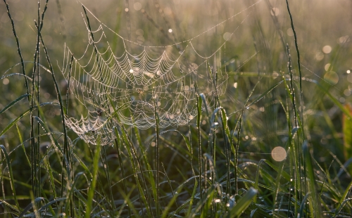 A spider's web in grass covered in dew