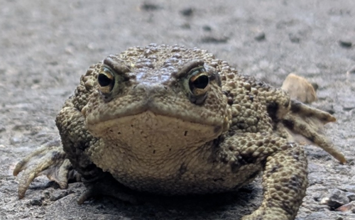 A photo of a toad sitting on the ground