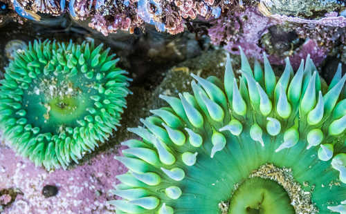 A bright green anemone on purple rocks underwater