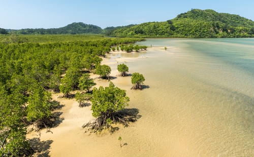 Aerial view of mangrove forest marking a dividing line between land and water