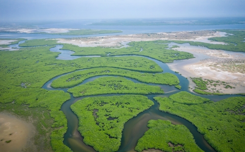 Aerial view of mangroves in Senegal, Saloum Delta National Park