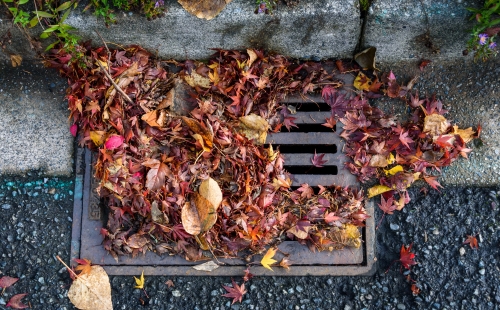 Blocked drain with autumn leaves