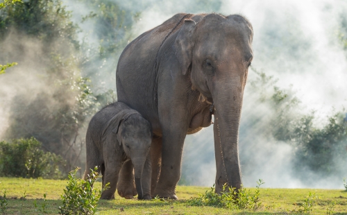 Elephant and calf walking through grassland