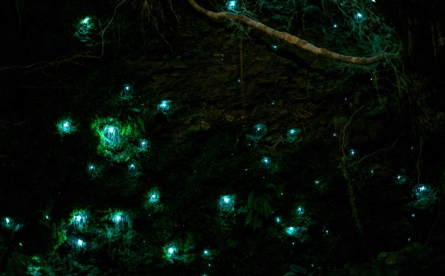 Bioluminescent glow worms lighting up a cave 