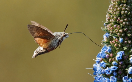 Hummingbird Hawk Moth