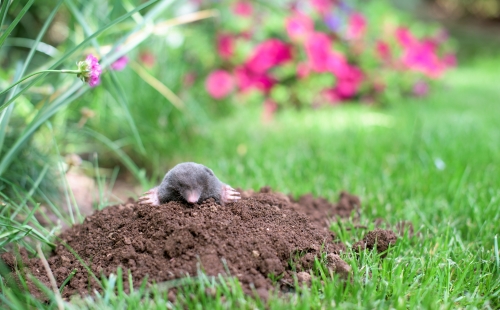 Mole coming out of a hole