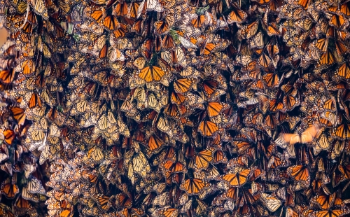 Monarch butterflies settled on a tree