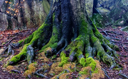 Mossy tree roots forest