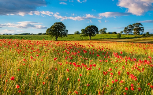 Field of beautiful poppies in England