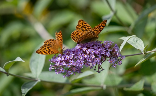 Pair of beautiful butterflies resting on a bright flower