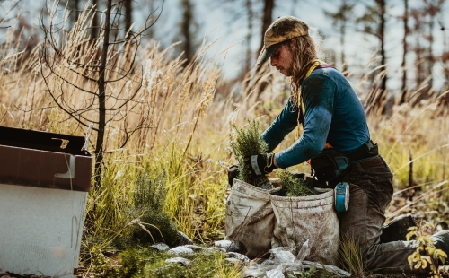 Sustainable reforestation and tree planting