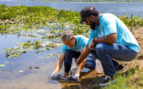 Volunteer scientists catching native breeding fish to sample