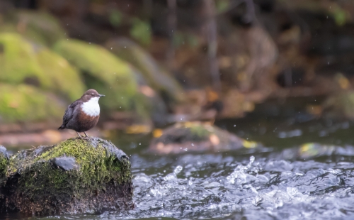 White-throated dipper on the River Spey, Scotland