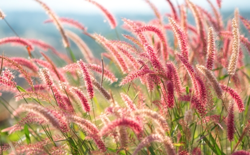 Wind washes through a field of pink grass