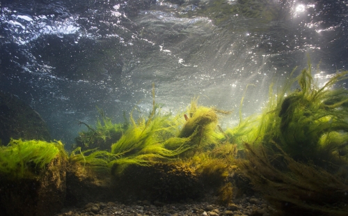 Algae and weeds in a river with light visible through the water