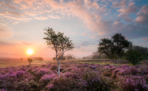 English heathland at sunrise