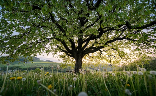 View of tree in spring with dandelions in the foreground