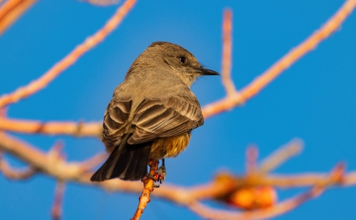 Bird on twig bright blue sky