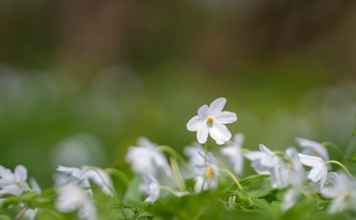 A wood anemone in flower