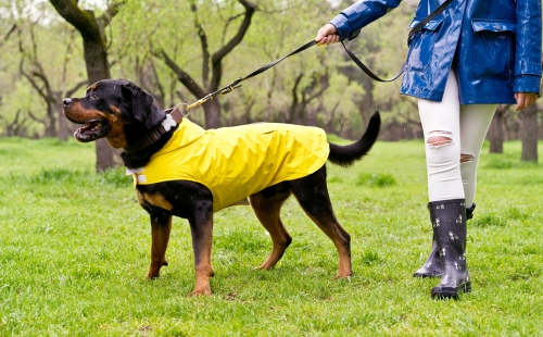 Dog wearing yellow raincoat on a lead in a park