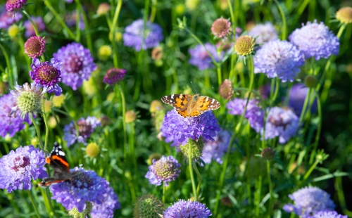 A monarch and a Red Admiral butterfly settled on scabious flowers
