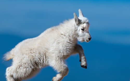 Mountain goat kid leaping between rocks against a blue sky
