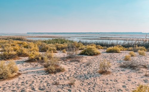 Al Wathba Wetland Reserve, UAE