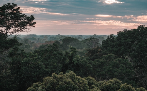 View of rainforest with a pink cloudy sky