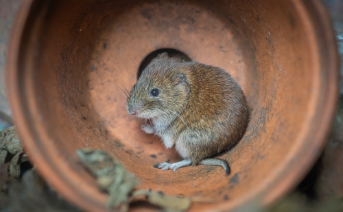 A bank vole hides in a pot with no nature around it