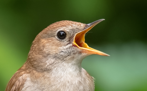 Nightingale bird singing