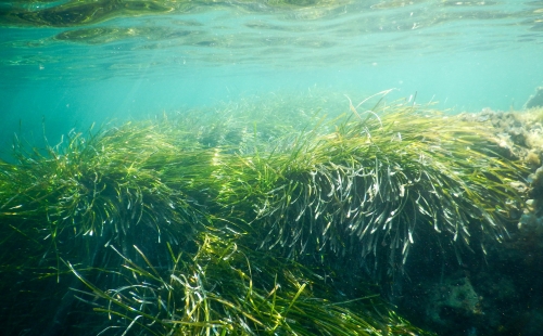 Seagrass swaying in turquoise water