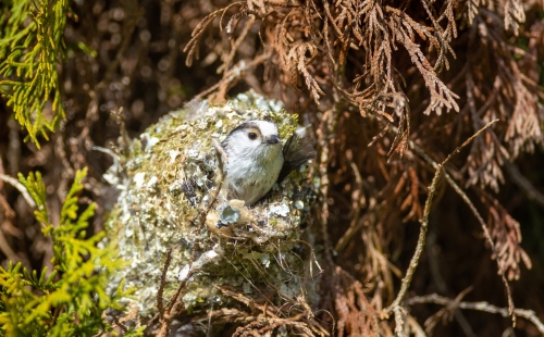 Long-tailed tit in a nest