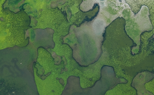 Aerial view of green patterned wetland