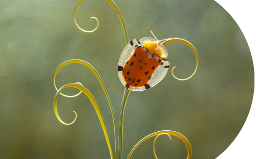 Gold tortoise beetle on a golden plant