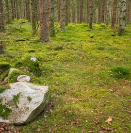 A pine forest floor in autumn