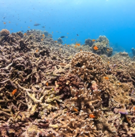 Bleached coral in the Andaman sea