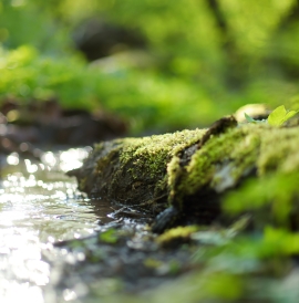 Stream in green forest