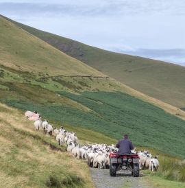 Farmer herding sheep on quad bike