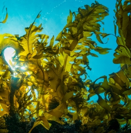An underwater view of a kelp forest with sunlight shining through it