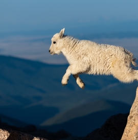Baby mountain goat jumping