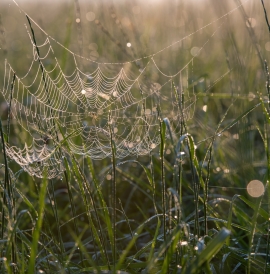 A spider's web in grass covered in dew 