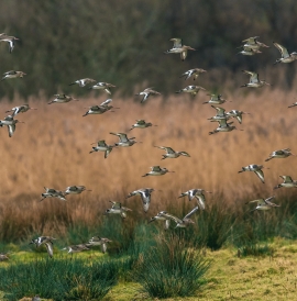 Birds flying over wetland 