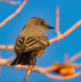 Bird on twig bright blue sky 