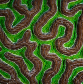 Complex pattern of green and brown brain coral