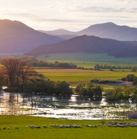 Flooded field with sheep