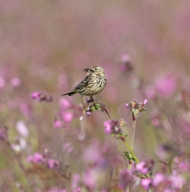 Bird perched on pink wildflowers in Wales