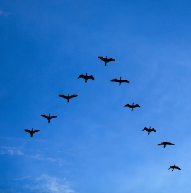 Flock of birds flying in V formation against a blue sky