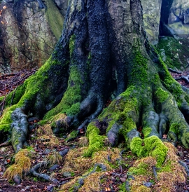 Mossy tree roots